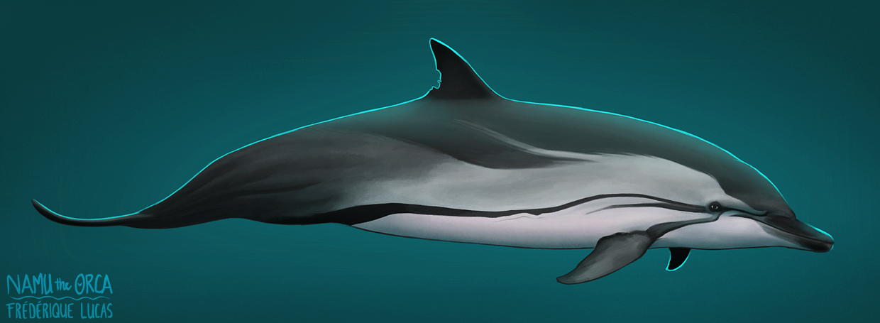 “Sky Blue”
★ Striped dolphin (Stenella coeruleoalba)
The striped dolphin’s species name, coeruleoalba, is a combination of the Latin words ‘caeruleus’ meaning sky- or ocean blue, or caerulean, and ‘alba’ meaning white. How they got to be called this...