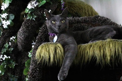 catsbeaversandducks:  Wolfie the Werecat and his wonderful Enchanted Forest Kitty Sanctuary. Photos by Wolfie Cat Tree made by Hollywood Kitty Company 