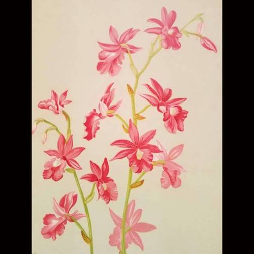 Orchids!  Original chromolithograph from Harriet Stewart Miner&rsquo;s portfolio &rsquo; Orc