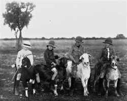 Four boys riding goats, Isisford, Australia,