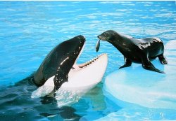 culinarycontessa:  anogoodrabblerouser:  zingey:  anogoodrabblerouser:  chocolate-milk-motel:  anogoodrabblerouser:  stumpytheorca:  Captivity vs Nature  I feel really bad for the sea lion that Seaworld forces to approach his/her natural predator.  Is