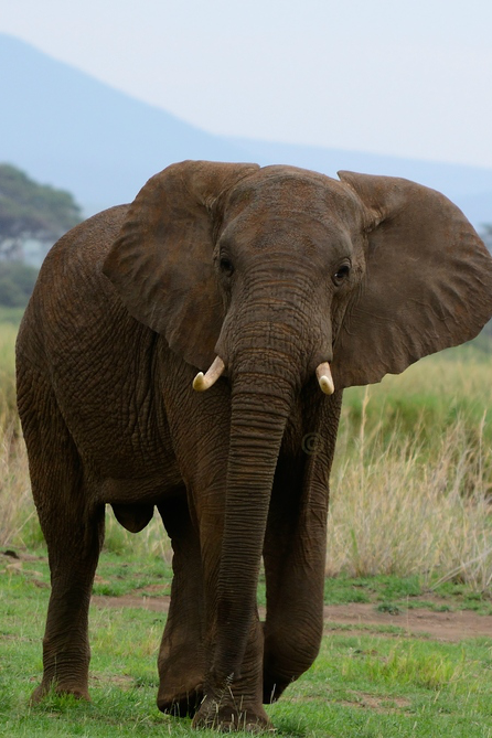 waasabi:  Young African Elephant by Sucheth SL