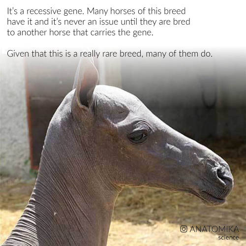 Hairless horses plagued humanity since the 1930s, but we actually didn’t really know why this 