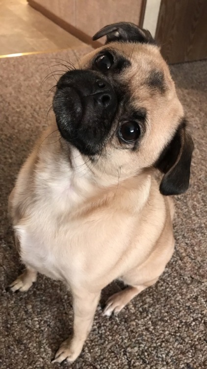 handsomedogs:Ruby McBooty the little pug terrier mix. Dad was pure bred pug and her mom was half pug