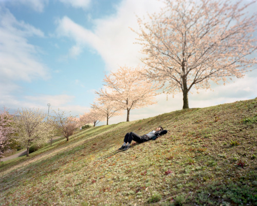 japanesecontent:sakura (by Kohiyama Takahiro)