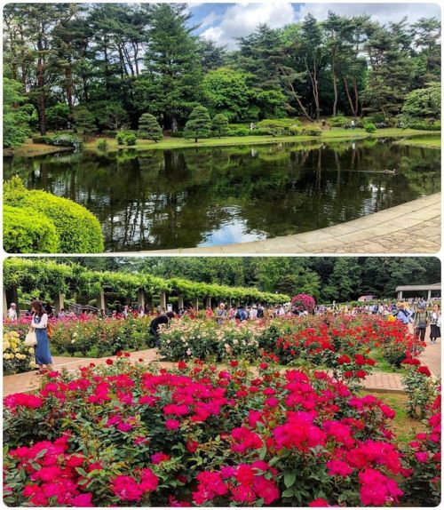＼おにわさん更新情報／ ‪[ 東京都調布市 ] 神代植物公園 Jindai Botanical Gardens, Chofu, Tokyo の写真・記事を更新しました。 ――約4800種類もの植物が見