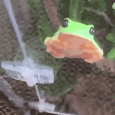 Suction Cup Boi 🐸