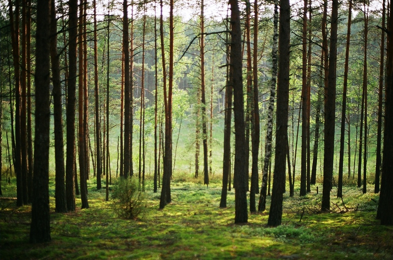 mystical woods captured in Lithuania - Tumblr Pics