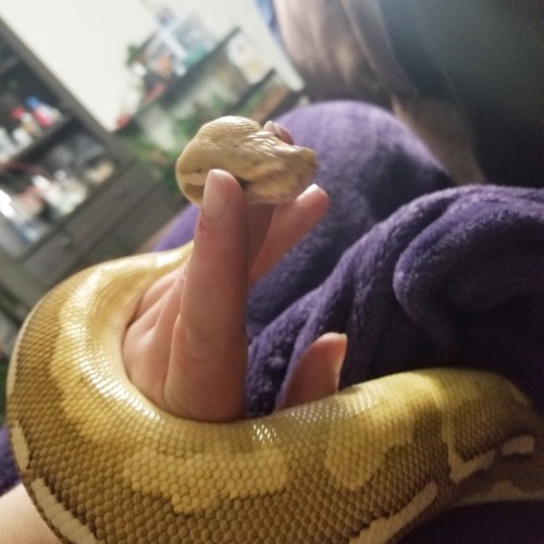 parannoidpoprox:Snuggle session with Porkchop. He’s the best snuggler ❤️