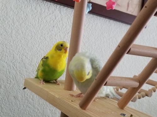 Playground birbs