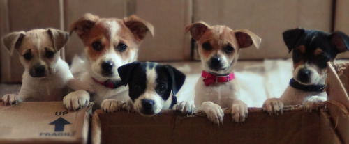 The pups. (These guys are still up for adoption btw)