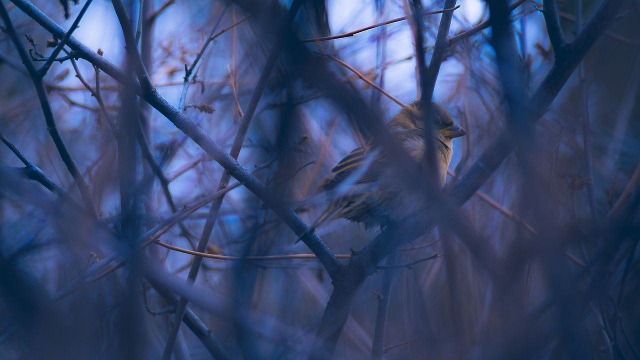 dissonantdays: exit music (for a film) 