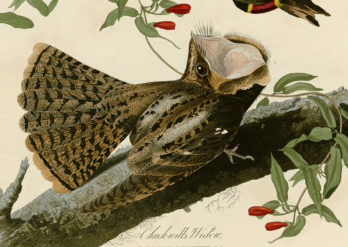 hollyblueagate:nightjars are so weird and scary it makes the audubon drawings look like modern spec 