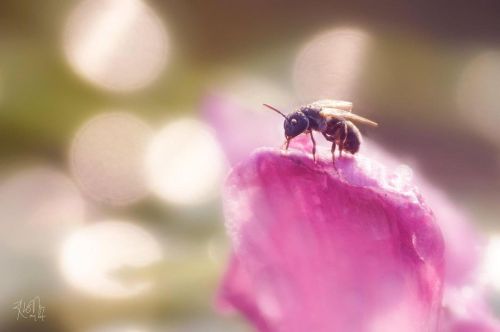 Bug #macro_creative_pictures#macro_trouble_bokeh#insect #macro_perfection#macro_mania__#exqu