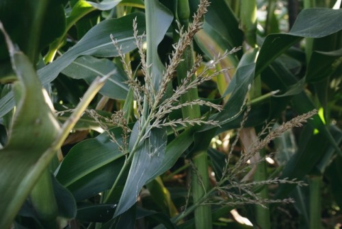 Corn FieldSauvie Island, OregonOctober 2017Website