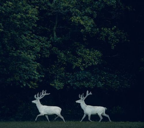 albino