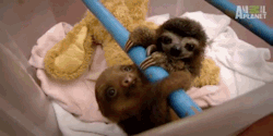ileolai:  nathannhead:  Baby sloths for everyone!  screech 
