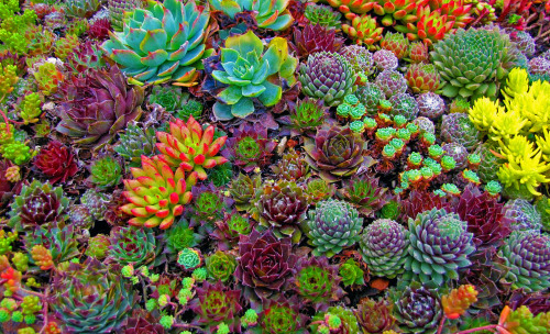 myend-ismybeginning:Succulents