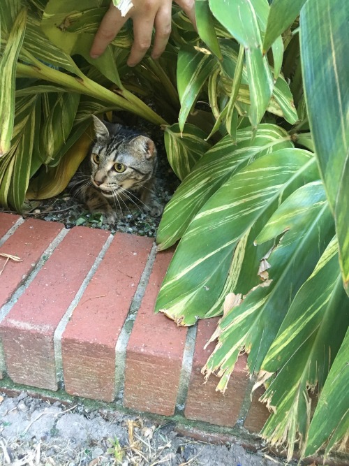 lesliecrusher:the cat crops are coming in beautifully this year