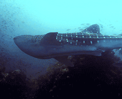 Whale Sharks Are Not Only The Largest Shark – They’re The Largest Fish In The Ocean. These Gentle