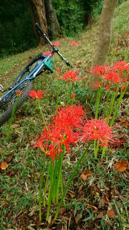 krs955: red spider lily is blooming.
