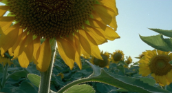 gonegal: “Love everyone. Every leaf. Every ray of light. Forgive.” The Tree of Life (2011, Terrence Malick) 