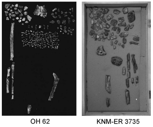 theolduvaigorge:Associated ilium and femur from Koobi Fora, Kenya, and postcranial diversity in earl