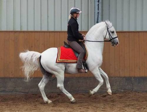 257 Favory Pallavicina226 Favory Naussica  x Pluto XXIX-23Lipizzaner, Stallion15.2hhBorn 2007