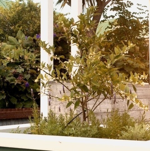 Traditional Landscape - Decking