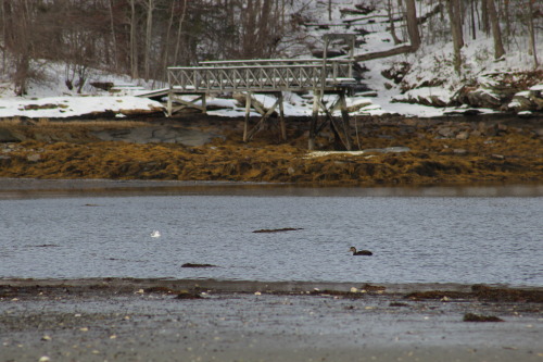 A chilly-looking American Black Duck off the coast of Maine!