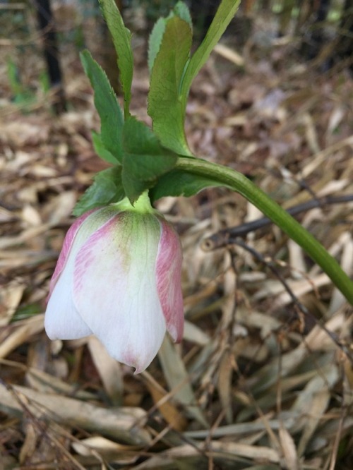 5-and-a-half-acres:Various hellebores.