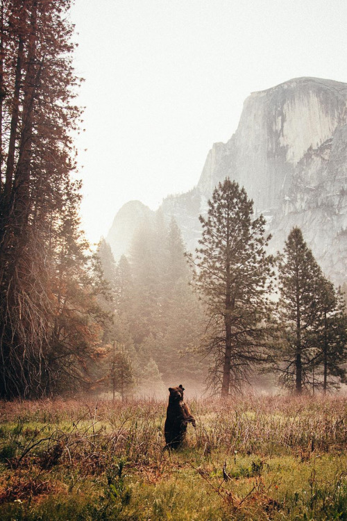 XXX lsleofskye: Yosemite National Park  photo