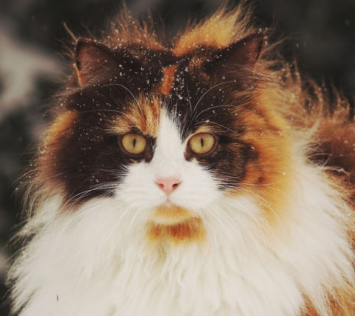 quin-the-infinite-fandoms:  mstrkrftz:    Mille, the Norwegian Forest Cat | Jane Bjerkli    This cat is more attractive than I am