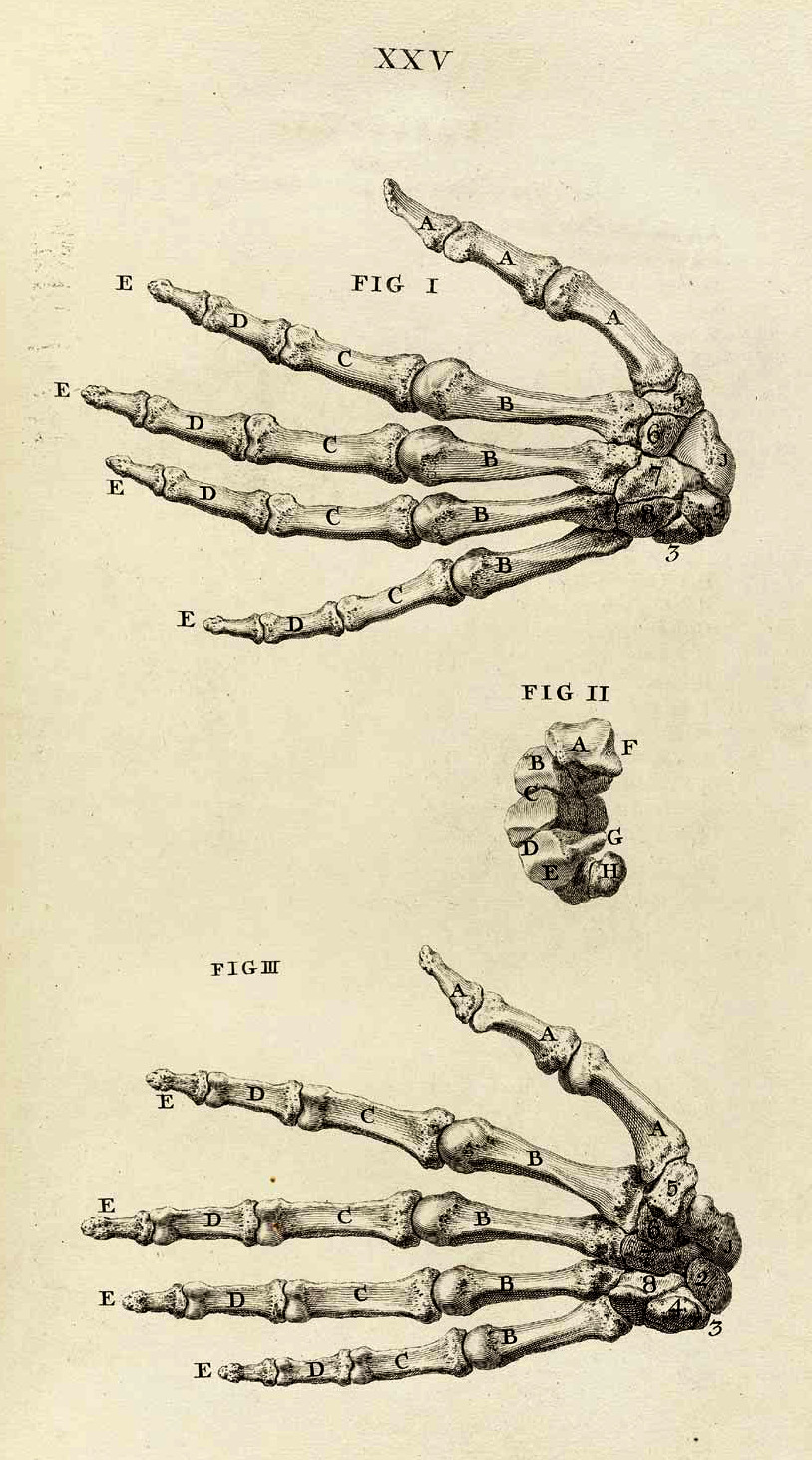 corporisfabrica:  The osteology of the hand and wrist, from William Cheselden’s Osteographia,