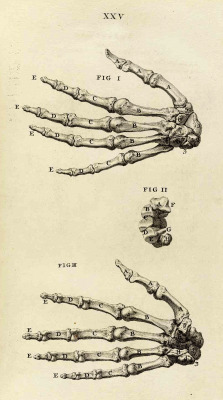 corporisfabrica:  The osteology of the hand and wrist, from William Cheselden’s Osteographia, or the Anatomy of the Bones (1733)  These twenty-seven bones afford you the greatest dexterity of all known life on Earth. Opposable thumbs grant humans