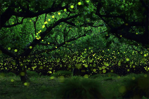 from89:  Fireflies in the Forests of Nagoya City (by Yume Cyan)   Amazing.