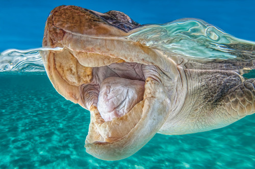 nubbsgalore:  marine turtles (the endangered loggerhead and green sea, the critically endangered hawksbill and the vulnerable pacific ridley) photographed by (click pic) harry otoi, christian miller, vaclav krpelik, reinhard dirscherl, michael patrick