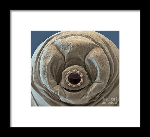 sciencesourceimages: I Am A Water Bear, Hear Me RoarWater bears (or tardigrades) are tiny invertebra