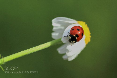 Ladybug by NecdetYasar