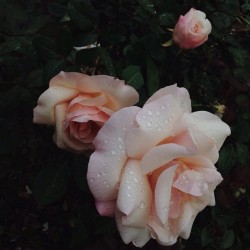 pinkinocencia: 🎶 raindrops on roses 🎶