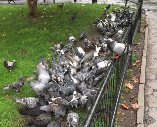 I passed these hungry pigeons today and they reminded me of my own flock. 