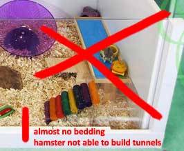 10 Steps To Care For Your Hamster (long post!) adult photos