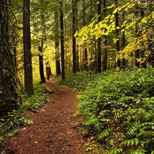 To those who say they hate these rainy months, I say get off my muddy trail. These beautiful damp fo