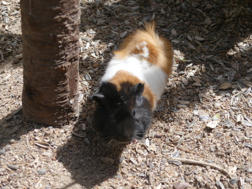 A guinea pig.