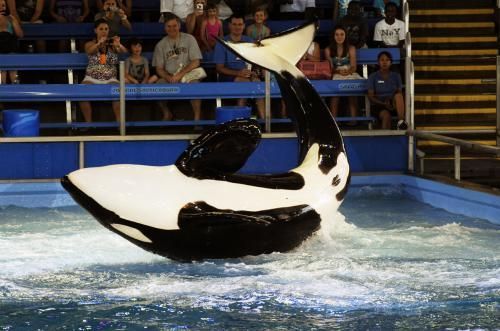 Gender: MalePod: N/APlace of Capture: Born at SeaWorld of FloridaDate of Capture: Born on June 22, 1