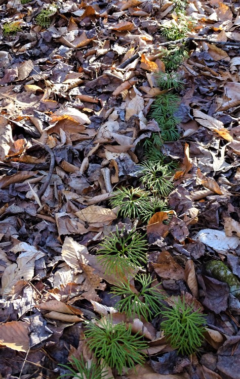 forsythiahill:It’s always a thrill to find Running Cedar in the forest. It’s not that common but was