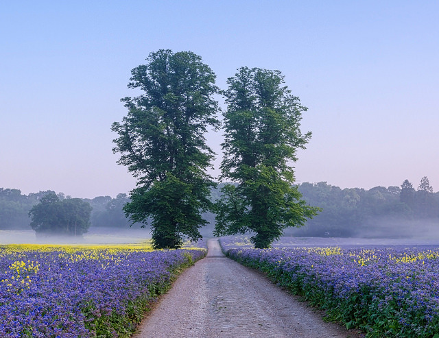nevergetusedtoit:  Summer Mood - Alcester, Warwickshire, England by jactoll on Flickr.