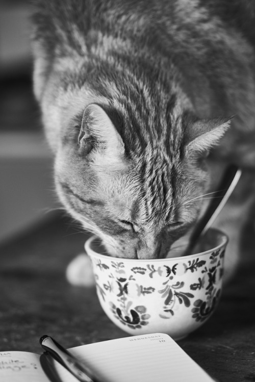boschintegral: justjulespictures: breakfast cat  @mostlycatsmostly