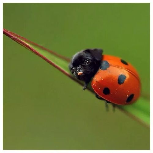 Umm how amazing is this&hellip;..it&rsquo;s a LADY PUG :O !&hellip;.thought id share a h
