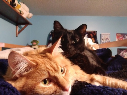 obliviousriki: My cats are snuggling! Finn is kind of sitting on Calvin though.